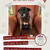 Lilli sucht ein Zuhause / Pflegestelle