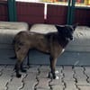 Lilli sucht ein Zuhause / Pflegestelle