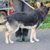 Meto - sehr zutraulich u. verschmust