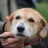 Bacey - perfekte Anfängerhündin