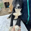 Woopy, suche zuverlässige Menschen