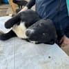 Woopy, suche zuverlässige Menschen