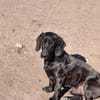 Louis, klein, schwarz, zutraulich sucht