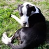 aktiver Junghund sucht aktive Menschen
