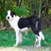 aktiver Junghund sucht aktive Menschen