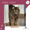 Katze Greta wartet auf ihre Menschen