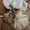 Katze Greta wartet auf ihre Menschen