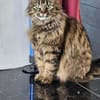 Katze Greta wartet auf ihre Menschen