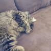 Katze Greta wartet auf ihre Menschen