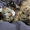 Katze Greta wartet auf ihre Menschen