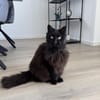 Sanfte COCA sucht liebevolles Zuhause