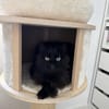Sanfte COCA sucht liebevolles Zuhause