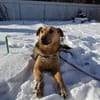 Ellie sucht ihr liebevolles Zuhause