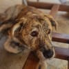 🤎🐾🧸 Pino sucht sein Zuhause