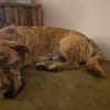 🤎🐾🧸 Pino sucht sein Zuhause