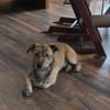 🤎🐾🧸 Pino sucht sein Zuhause