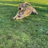 🤎🐾🧸 Pino sucht sein Zuhause