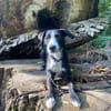 FYNN braucht ein liebevolles Daheim