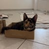 Lola sucht ihr Für-immer-Zuhause 💛