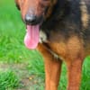 kleiner schmusiger Kerl sucht Aufgabe