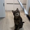 Sozialer Kater PEPPINO sucht Zuhause