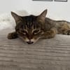 Sozialer Kater PEPPINO sucht Zuhause
