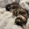 Sozialer Kater PEPPINO sucht Zuhause