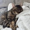 Sozialer Kater PEPPINO sucht Zuhause