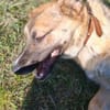 Vanda Herzenshund sucht Faamilie
