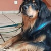 Marlowe, su. erfahrene Besitzer VIDEO