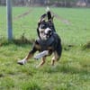 Cookie eine wundervolle junge Familienhü
