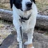 Speckbert, geb. 02/2021, 58636 Iserlohn