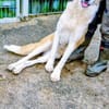 Hana sucht ihre Menschen 🐾
