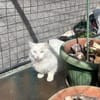 Kalliope aus dem Tierschutz