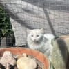 Kalliope aus dem Tierschutz
