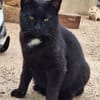 Verschmuster Kater Brujo