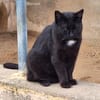 Verschmuster Kater Brujo