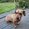 Wer schenkt Rozi ein liebevolles Zuhause