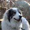 Mischa su. Zuhause mit viel Platz