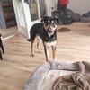 Maylo sucht dringend einen neuen Platz