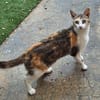 Fröhliche Katze Virginia