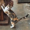 Fröhliche Katze Virginia