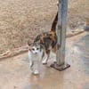 Fröhliche Katze Virginia