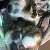 Cleo & Fina 💗 in 67655 Kaiserslautern
