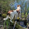 Krümel - sanfte Fellnase sucht Körbchen
