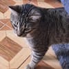 Verspielter Kater Ausias