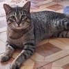 Verspielter Kater Ausias