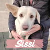 Sissy sucht in Sachsen ein Zuhause!