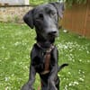 Buffy auf Pflegestelle 76684 Östringen