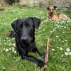 Buffy auf Pflegestelle 76684 Östringen